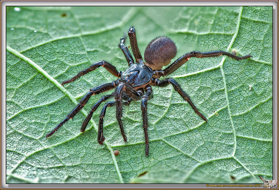 Atypus SP